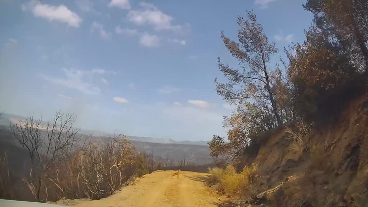 Çanakkale Gelibolu yangınında alevlerden kaçan karaca görüntülendi Çanakkale Gelibolu yangınında alevlerden kaçan karaca görüntülendi