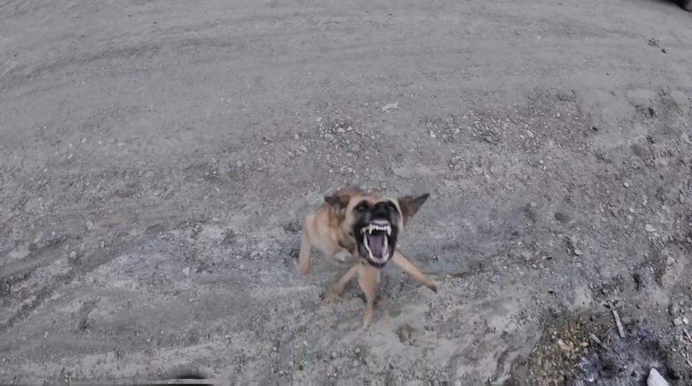 Dronun peşine düşen köpeğin mücadelesi izleyenleri gülümsetti Dronun peşine düşen köpeğin mücadelesi izleyenleri gülümsetti