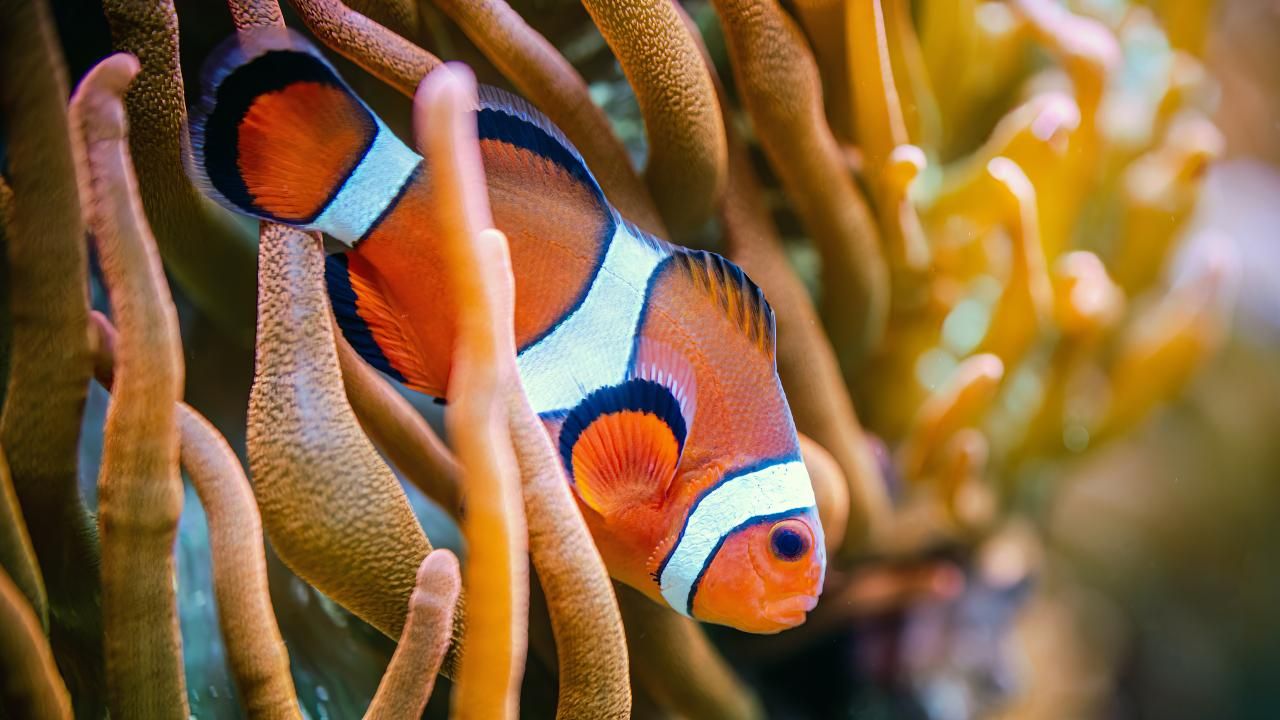 Japon bilim insanları: Nemo'lar yalnız kalmayı seviyor