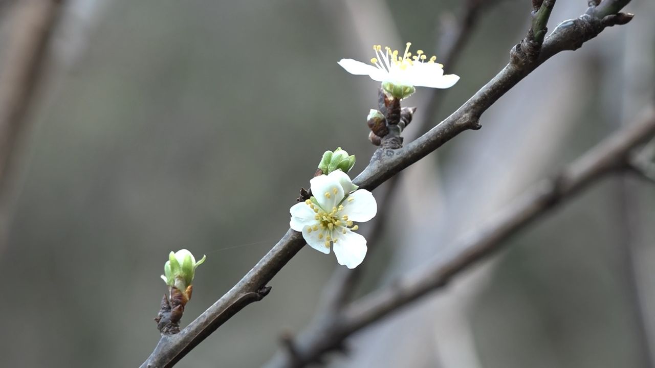 Şubatta güneşi gören erik ağacı çiçek açtı
