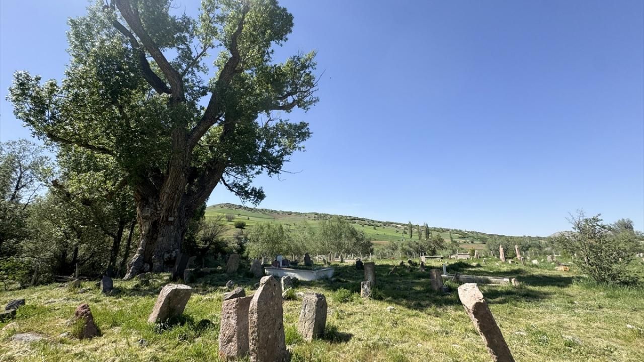 750 yıllık anıt ağacın gölgesinde Türk boylarının izleri