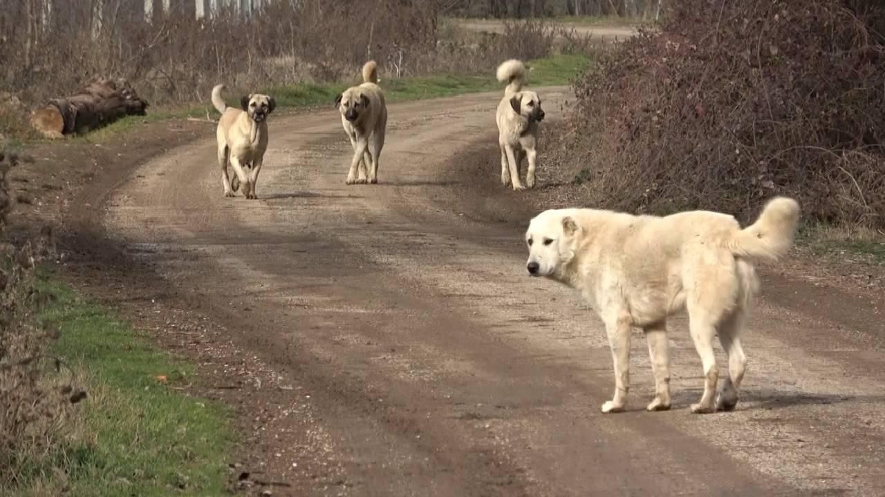Ankara'daki başıboş köpek sayısı açıklandı