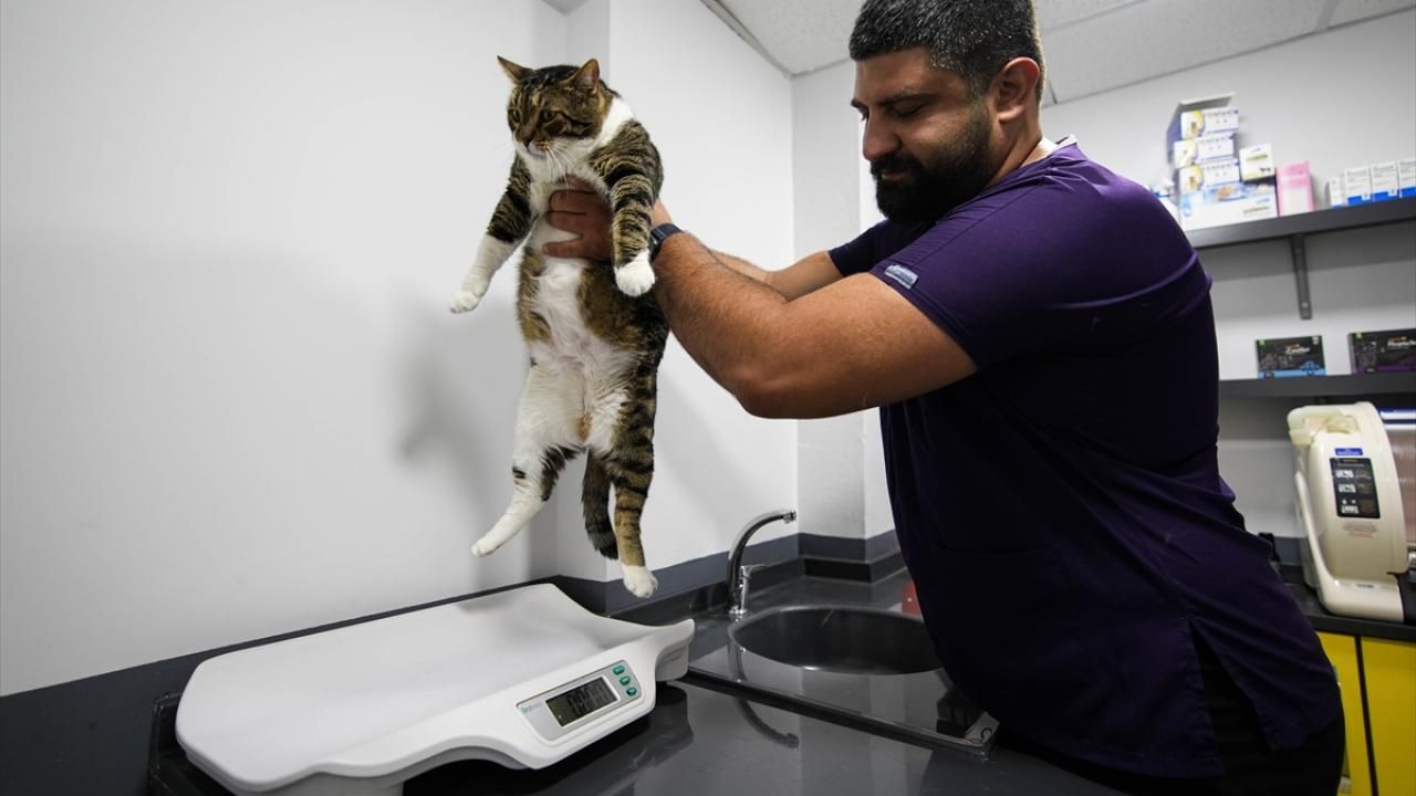 İzmir'de kök hücre mucizesi: Diyabetli kedi 1,5 yıl sonra sağlığına kavuştu