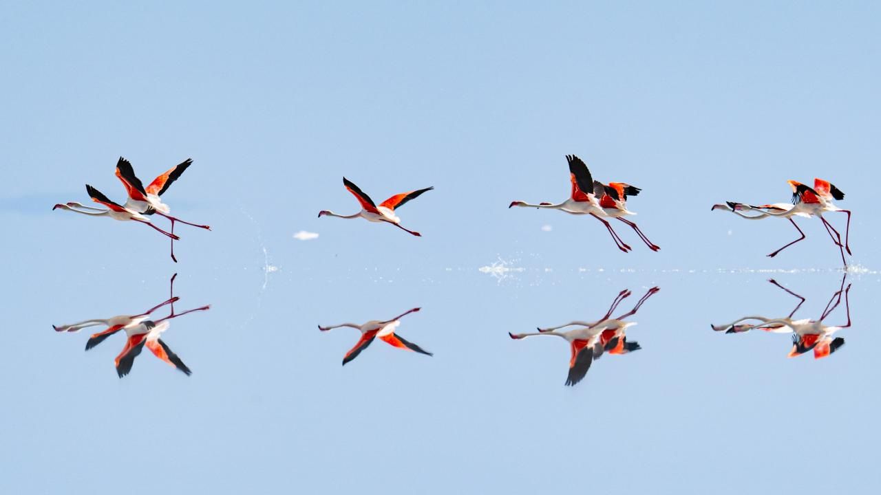 Kuraklık Tuz Gölü'ndeki flamingo sayısını düşürdü