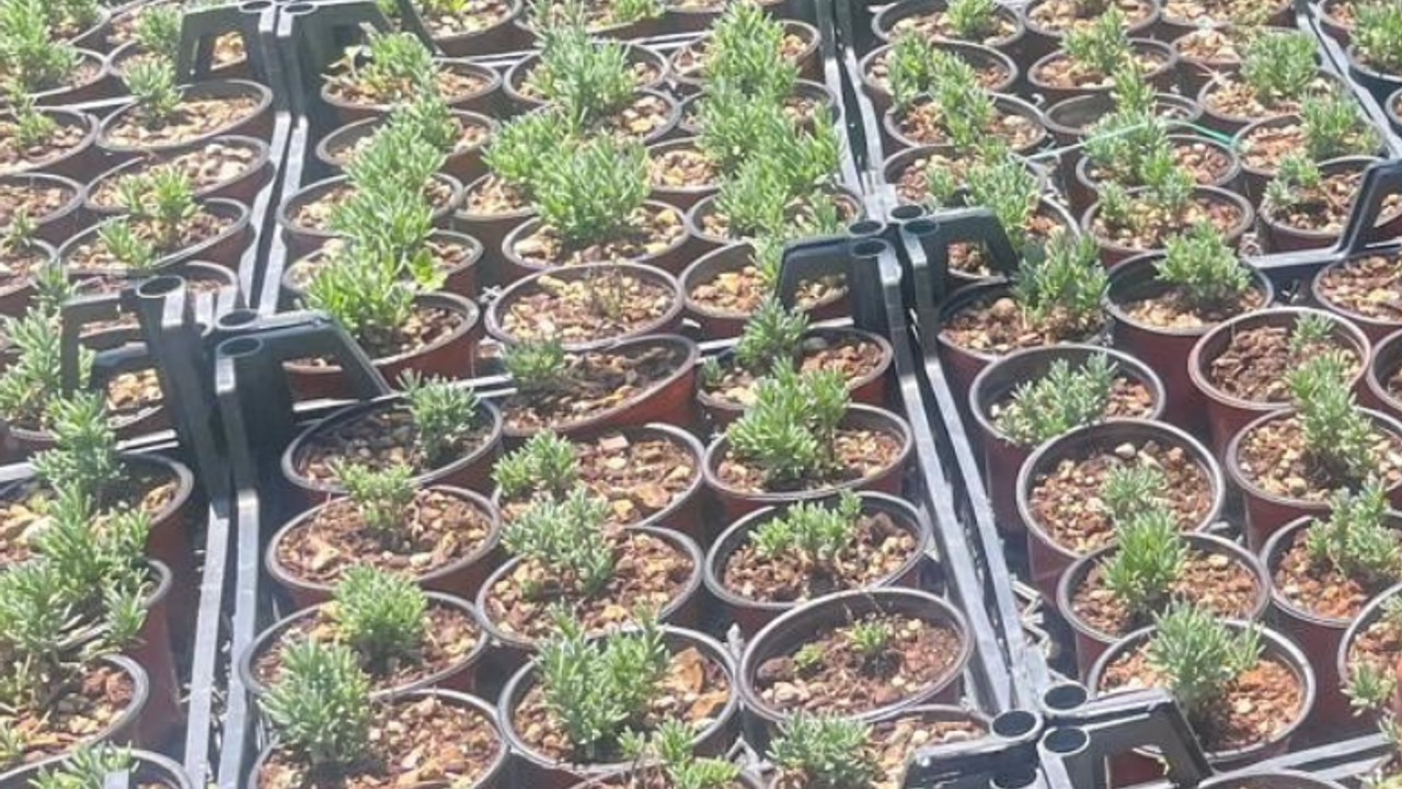 Uludağ’ın etekleri mor renge bürünüyor