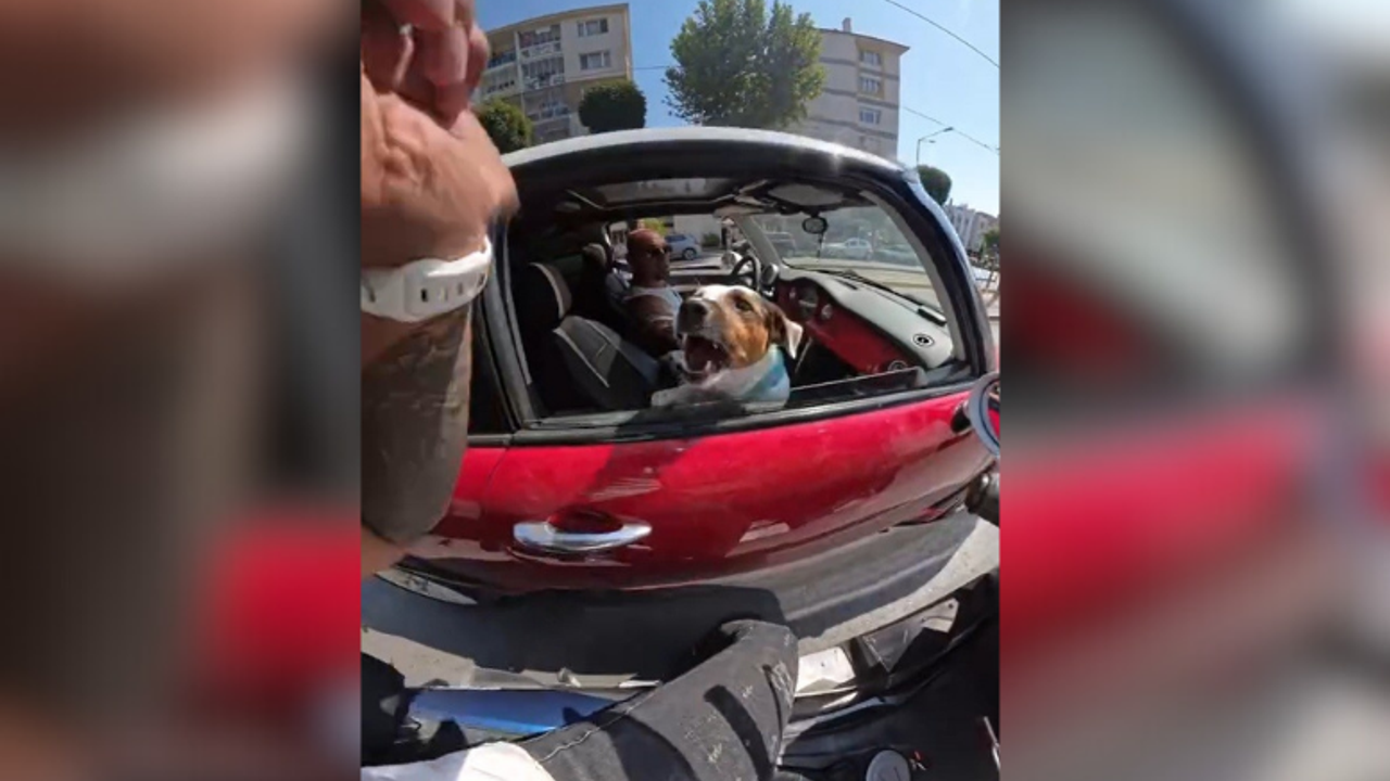 Köpekleri sevmek isteyen sürücü saldırıya uğradı