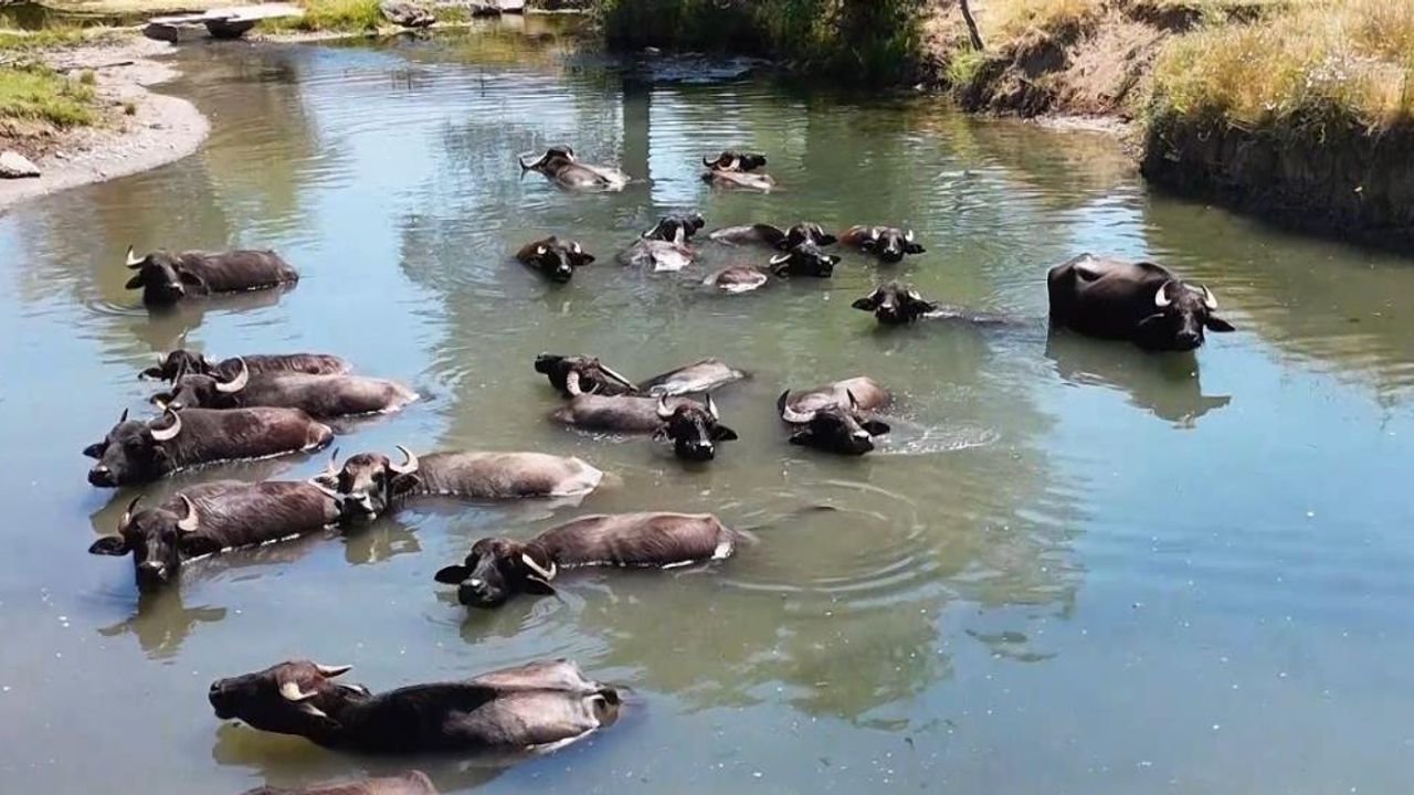 Sıcaktan bunalan mandalar derede serinledi