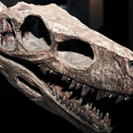 Zimbabve'de 210 milyon yıllık yeni bir dinozor türü keşfedildi