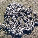 150 bin liraya çalışacak çoban bulunamıyor