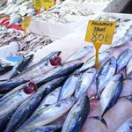 Karadeniz'de palamut patlaması: Tanesi 80 TL