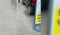 Anne kedinin ağzında getirdiği yavrusu veterinerde tedavi edildi