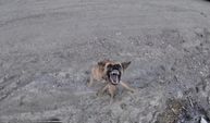 Dronun peşine düşen köpeğin mücadelesi izleyenleri gülümsetti