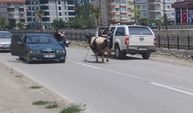 Kaçan kurbanlık dana terminale kadar koştu: O anlar kamerada...