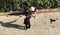 Pitbull kediyi parçaladı, sahibi pes dedirtti! 'Polisi aramayın' diye yalvardı