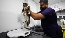 İzmir'de kök hücre mucizesi: Diyabetli kedi 1,5 yıl sonra sağlığına kavuştu