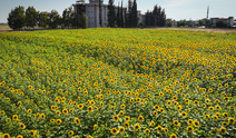 Ayçiçekleri Adana ovasını sarıya boyadı