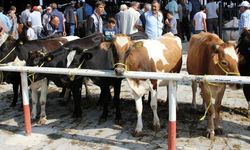 Bakanlık duyurdu! Satılamayan kurbanlıkları devlet alacak