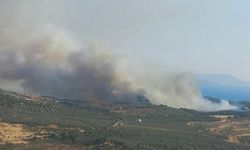 İzmir'de ormanlık alanda yangın çıktı