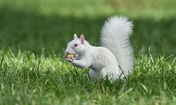 Doğanın nadir canlılarından: Albino sincaplar