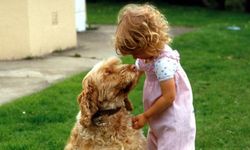 Köpeklerin beyinlerinin 5 bin yıl öncesinden itibaren küçülme gösterdiği belirlendi