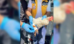 Bursa’da tavuk kurtarma operasyonu