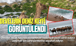 Develerin deniz keyfi böyle görüntülendi