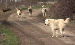 TBMM'ye en çok şikayet edilen konu sahipsiz köpekler oldu