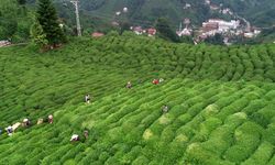 Çay üreticilerine bugün 1 milyar 763 milyon liralık destek ödemesi yapılacak