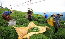 Çay ihracatı 9 ayda geçen yılın aynı dönemine göre yüzde 23 fazla kazandırdı