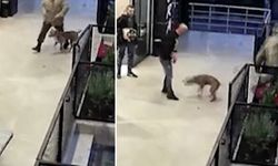 Pitbullu cani dehşet saçmıştı: Saldırgan gözaltına alındı