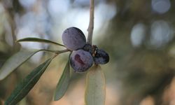 Kilis'te zeytin hasadı başladı