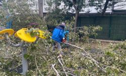 Avcılar'da korkunç olay: 3 çocuğun üzerine ağaç devrildi