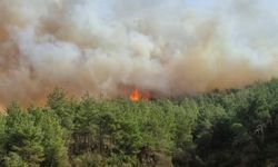 Çanakkale Gelibolu’da orman yangını