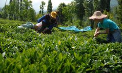 Çay üreticilerine destek ödemesi 30 Kasım'da yapılacak