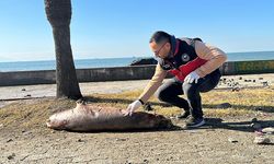 Hatay sahilinde ölü Akdeniz foku bulundu