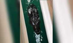 Datça'da nesli tehlikedeki Akdeniz foku görüldü