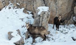 Erzincan'da çengel boynuzlu dağ keçileri görüntülendi