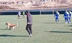 Başıboş köpek sahaya daladı: Maç durdu 