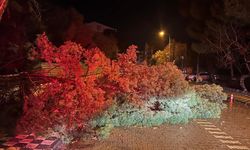 Çanakkale'de fırtına nedeniyle ağaç devrildi, yol kapandı