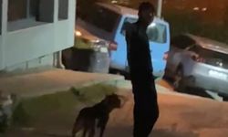Pitbull cinsi köpeği tehlikeli şekilde gezdiren kişiye 33 bin TL ceza
