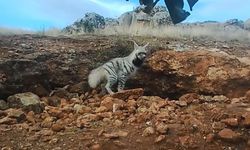 Çizgili sırtlan fotokapanla görüntülendi