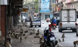 Tayland'da maymunların istila ettiği şehir: Dükkanlar kepenk kapattı
