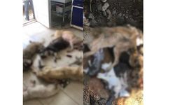 İzmir’de onlarca köpek katledildi