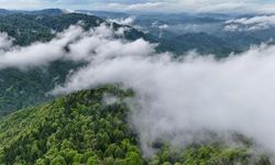 Çam Dağı'nda havaların ısınmasıyla doğa canlandı