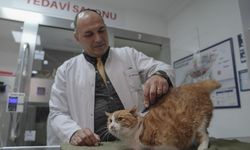 Engelli kedi ‘Umut’ için 10. yaş günü kutlaması