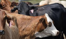 100 bin inek telef oldu: Virüs araştırılıyor