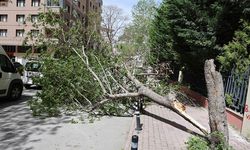 Konya'da fırtına: Ağaçlar devrildi, bir fabrikanın çatısı uçtu