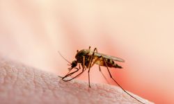 İklim değişikliği sivrisinekleri de etkiledi: Ege ve Akdeniz'de sivrisinek yoğunluğu azalabilir