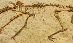 Fransa'da olağanüstü keşif: 2 bin yıllık at kalıntıları bulundu
