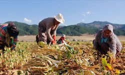 Genç kadın çiftçi sayısı 10 yılda 4,5 katına çıktı